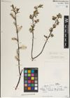 Foto von Salix karelinii Turcz. ex Stschegl.
